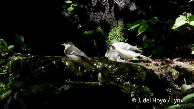 svartmeis (ater gr.) - ML201526351