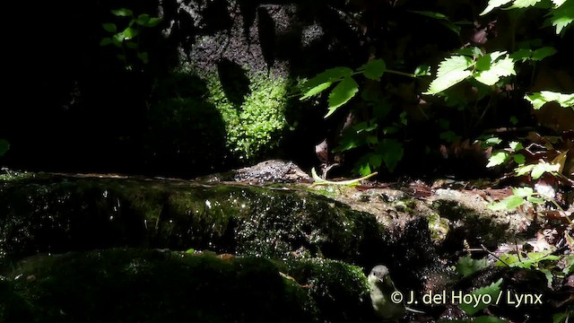 svartmeis (ater gr.) - ML201526361