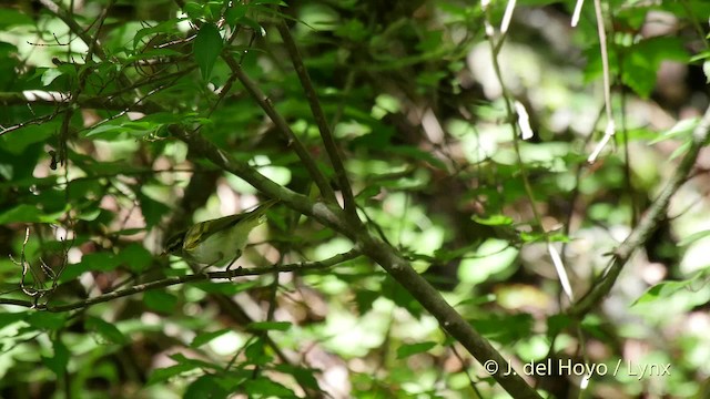 Mosquitero Coronado - ML201526371