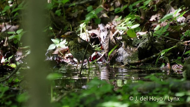 Japanese Thrush - ML201526381