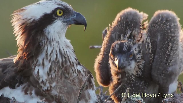 Águila Pescadora (haliaetus) - ML201526391