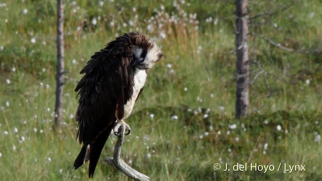 Osprey (haliaetus) - ML201526421