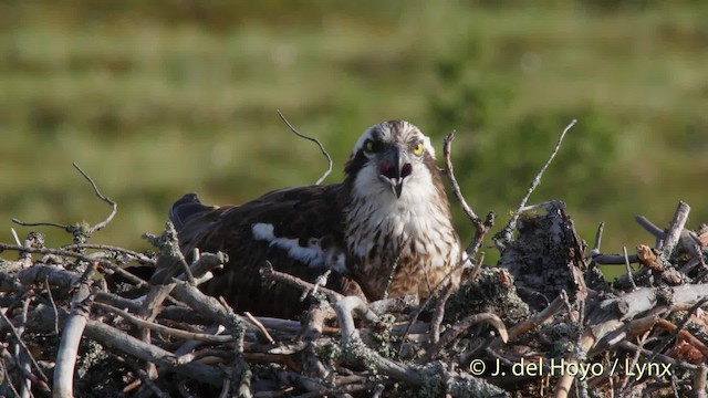 Águila Pescadora (haliaetus) - ML201526431