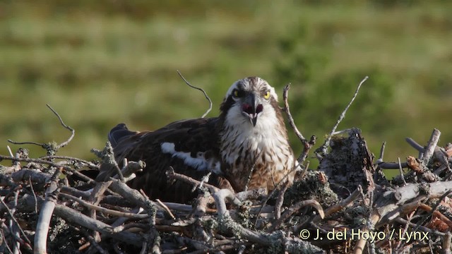 Osprey (haliaetus) - ML201526431