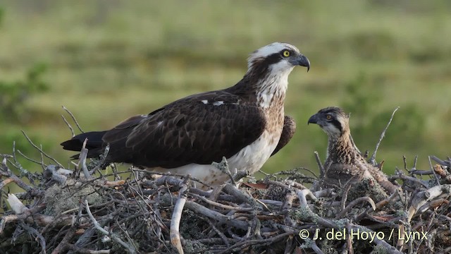 Águila Pescadora (haliaetus) - ML201526441