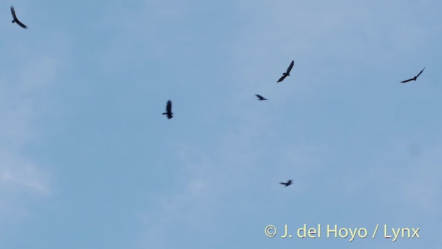 Turkey Vulture (Tropical) - ML201526461