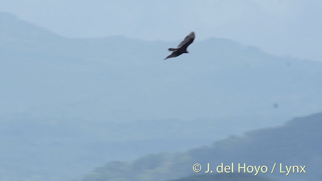 Turkey Vulture (Tropical) - ML201526471