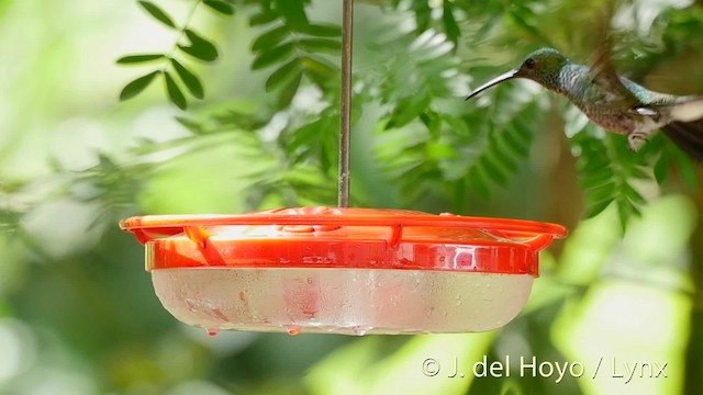 Colibrí de Buffon (grupo buffonii) - ML201526511