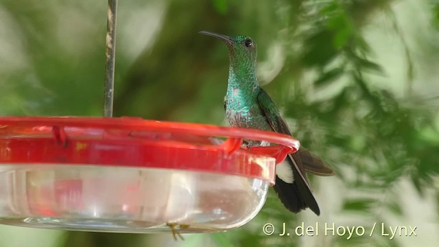 Colibrí de Buffon (grupo buffonii) - ML201526521