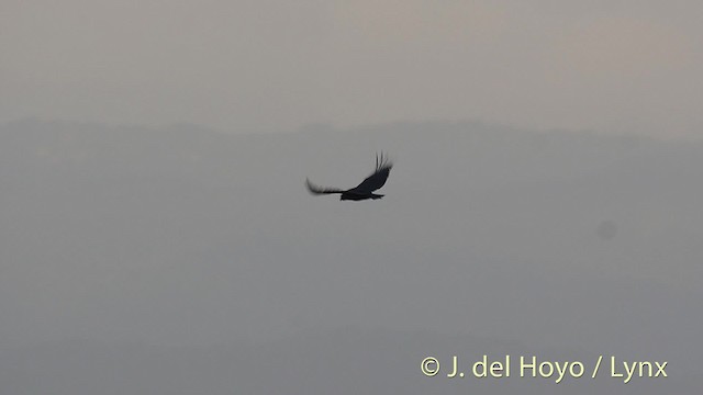 Black Vulture - ML201526541