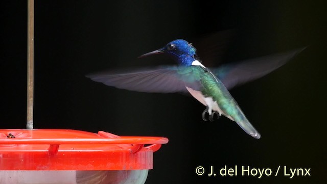 White-necked Jacobin - ML201526591