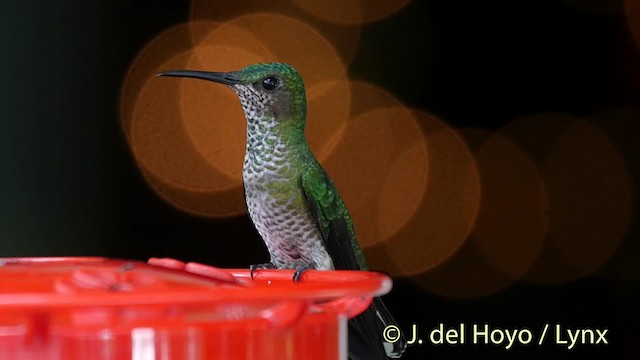 White-necked Jacobin - ML201526621