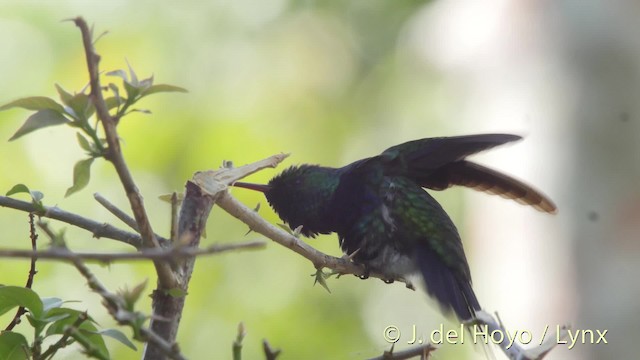 Colibrí de Julia - ML201526651