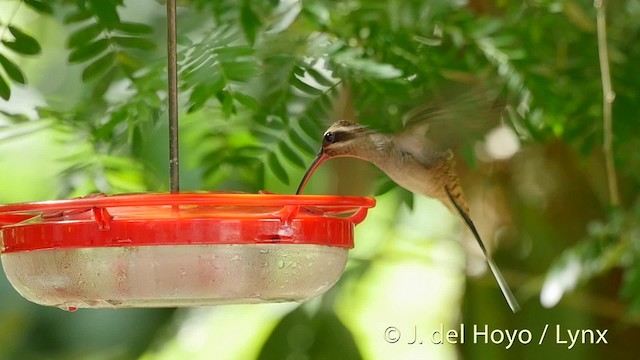 Длинноклювый колибри-отшельник [группа longirostris] - ML201526691