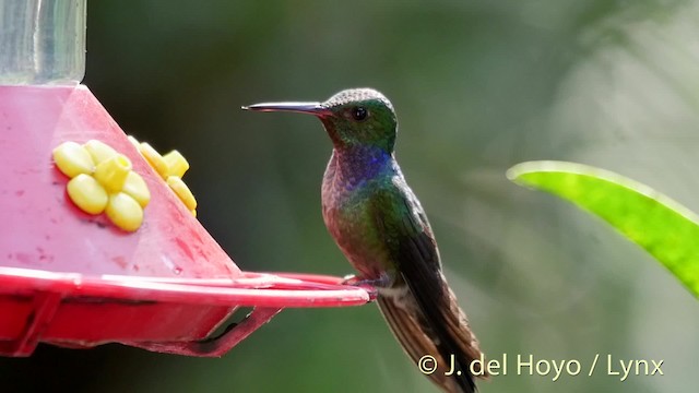 Blue-chested Hummingbird - ML201526771