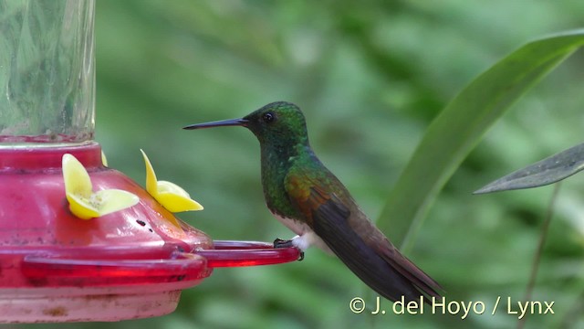 Snowy-bellied Hummingbird - ML201526781