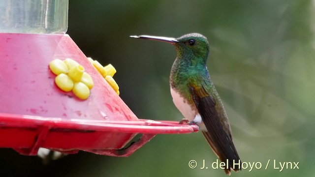 Snowy-bellied Hummingbird - ML201526791