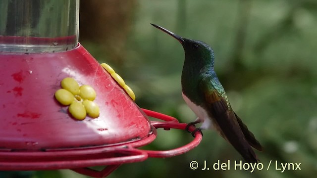 Snowy-bellied Hummingbird - ML201526801