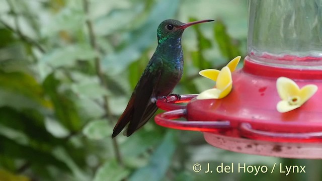 Rufous-tailed Hummingbird (Rufous-tailed) - ML201526841