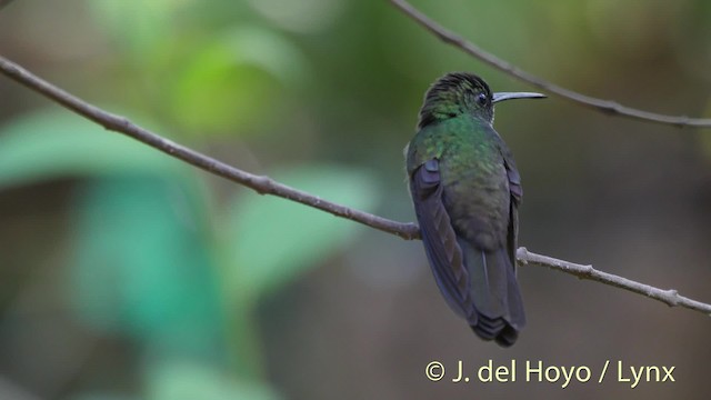 Bronzeschwanz-Buffonkolibri - ML201526871