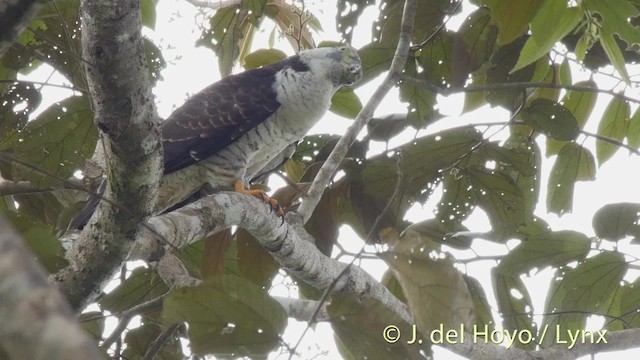 kroknebbglente (uncinatus) - ML201526951