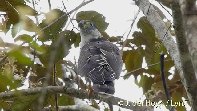 Çengel Gagalı Çaylak (uncinatus) - ML201526961