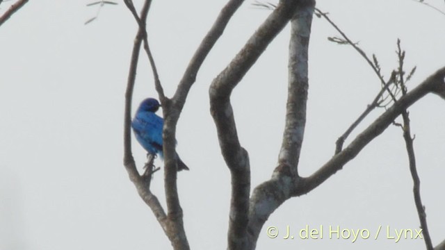 Blue Cotinga - ML201526971