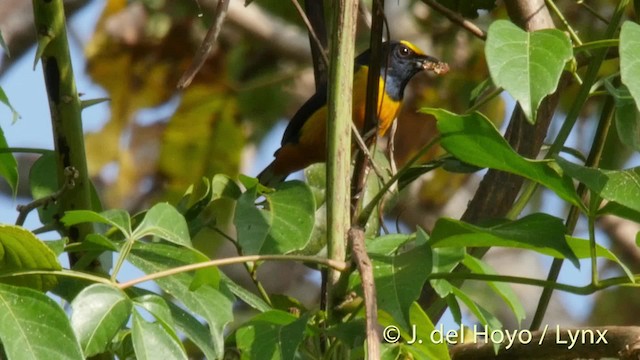 Fulvous-vented Euphonia - ML201526981