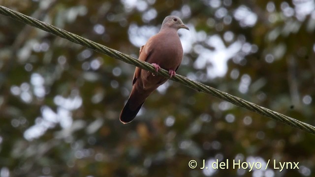 Ruddy Ground Dove - ML201526991