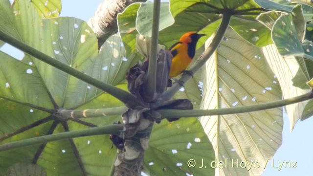 Orange-crowned Oriole - ML201527001