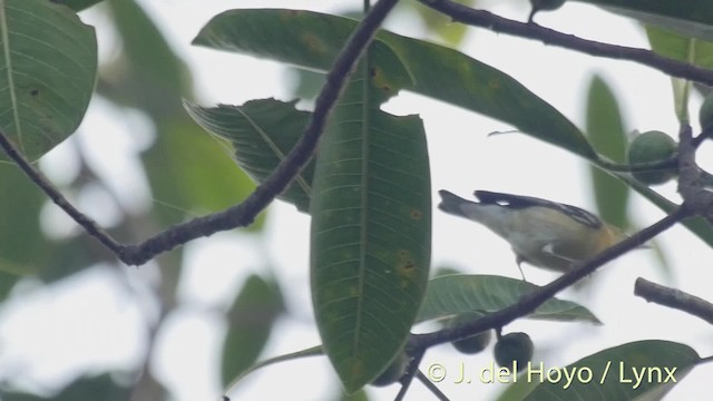 Bay-breasted Warbler - ML201527011