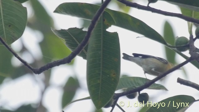 Braunkehl-Waldsänger - ML201527011