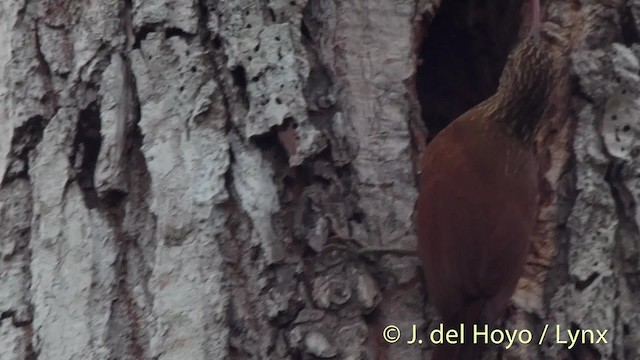 Red-billed Scythebill - ML201527031