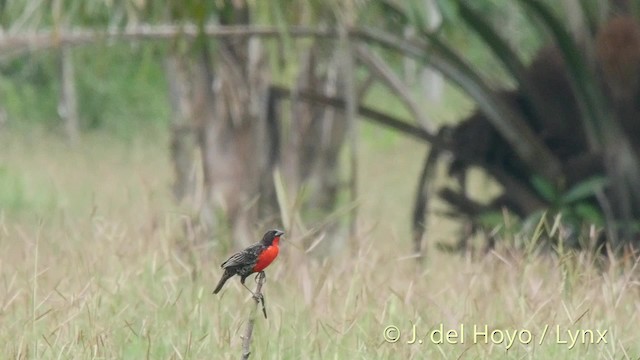 ムネアカマキバドリ - ML201527041