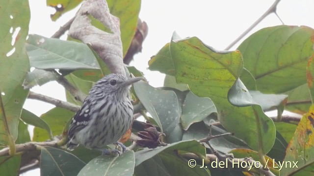 Chocó-Strichelameisenschlüpfer - ML201527051