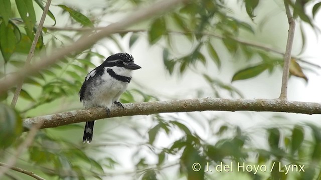 Pied Puffbird (Lesser) - ML201527061