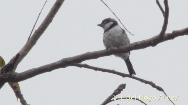 Pied Puffbird (Lesser) - ML201527071