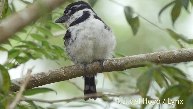 Pied Puffbird (Lesser) - ML201527081