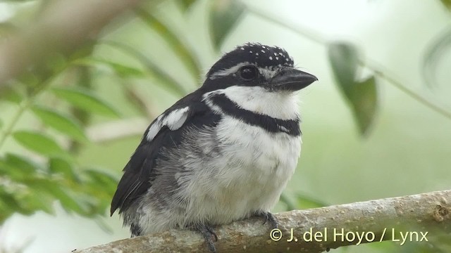 Pied Puffbird (Lesser) - ML201527091