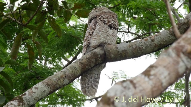 Great Potoo - ML201527101