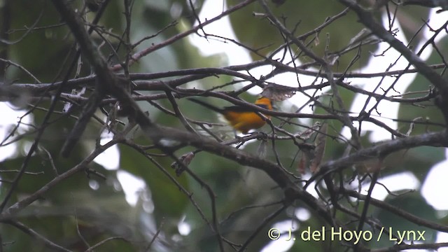 Yellow-backed Oriole - ML201527111