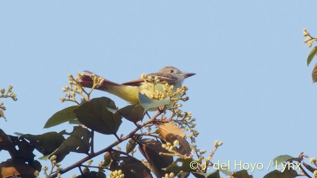 Great Crested Flycatcher - ML201527121