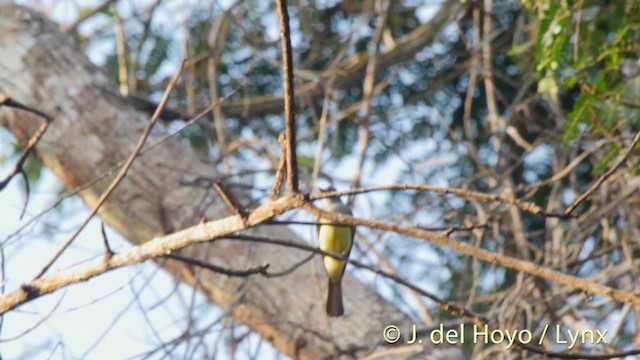 Panama Flycatcher - ML201527131