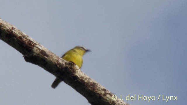 Brown-capped Tyrannulet - ML201527141