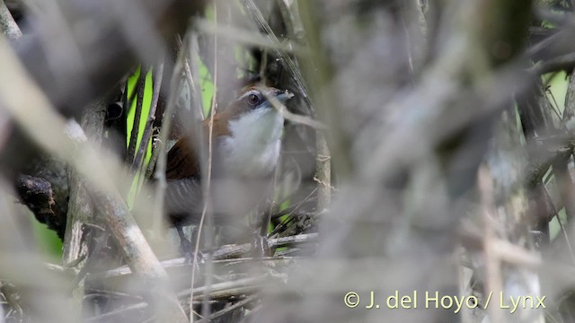 Cucarachero Ventrinegro - ML201527171