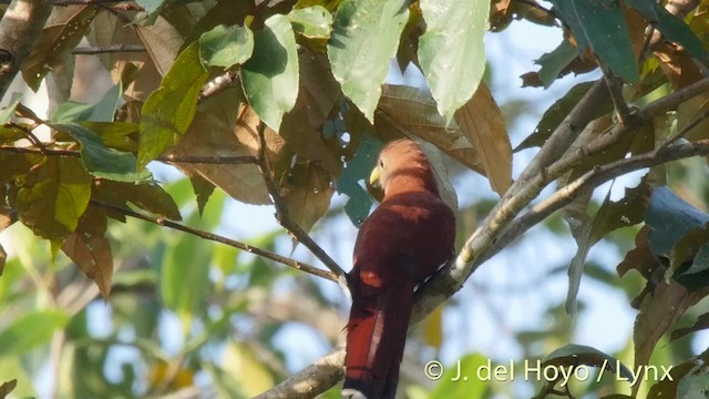 Cuco Ardilla Común (thermophila) - ML201527181