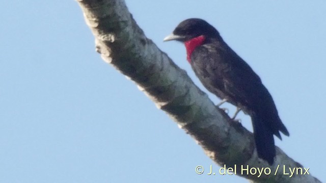 Purple-throated Fruitcrow - ML201527191