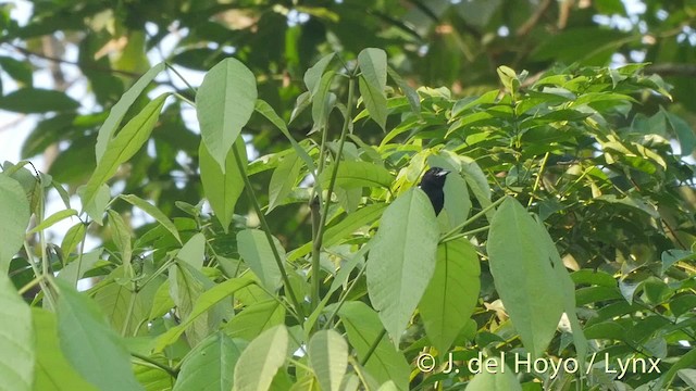 White-shouldered Tanager - ML201527211