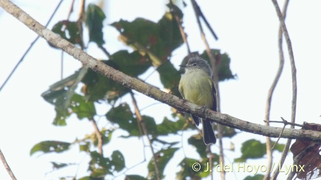 Tyranneau à ailes jaunes - ML201527231