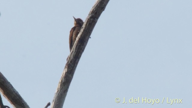 Red-rumped Woodpecker - ML201527241